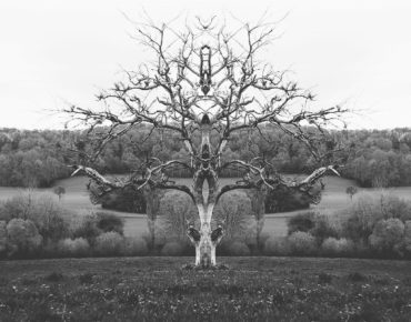 Rorschach photography by Piranda_tree_670px